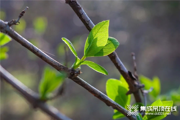 春風(fēng)十里，海創(chuàng)讓家邂逅一抹春色~