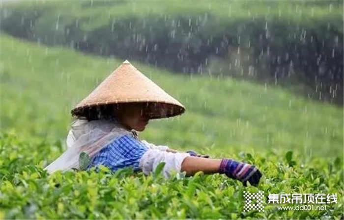 歐派金典|谷雨節(jié)氣：春將盡，夏將至